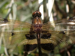 PA280694a.jpg
